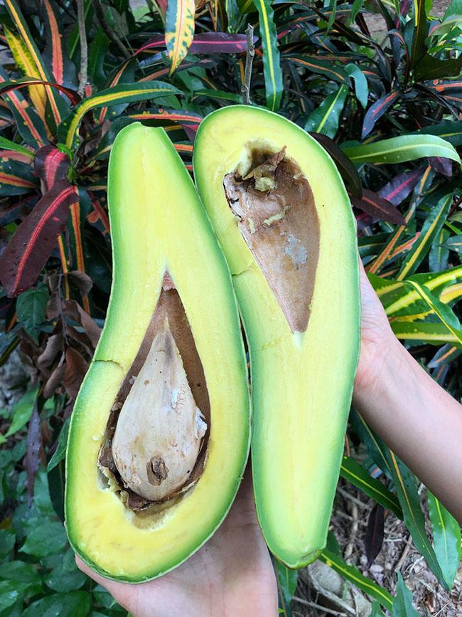 Giống bơ cổ dài siêu to khổng lồ dài 1 mét, phải chia nhau ăn mới hết-3