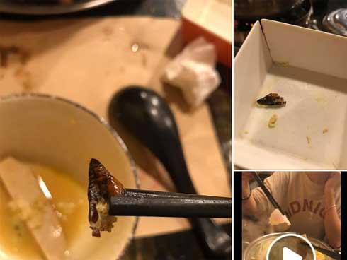 Ăn phải 'con gián béo ngậy' trong nồi lẩu, cô gái lên mạng 'tố' thì được chỉ ra lỗi sai