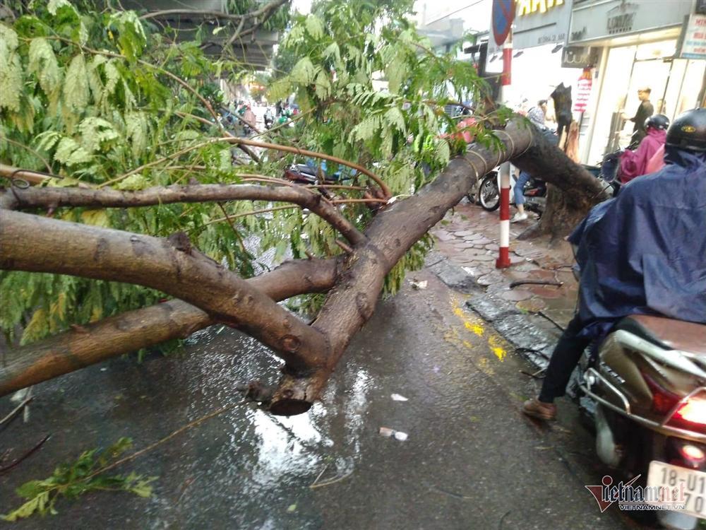 Giông lốc đánh úp, cây đổ la liệt giữa phố Hà Nội, một thanh niên tử vong-7