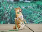 Phim 'Cậu Vàng': Không có chuyện bắt chó ta đóng thế cảnh bị đánh đập cho chó Nhật?