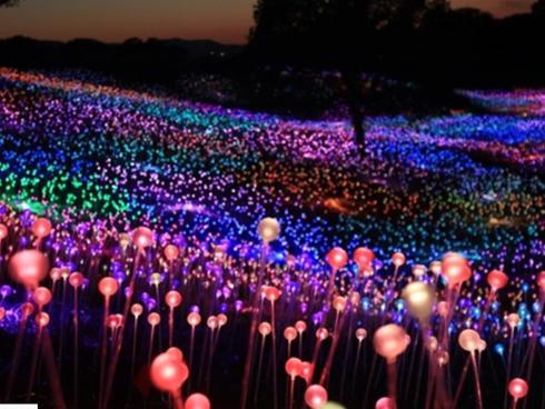 Lễ hội ánh sáng giữa cánh đồng rộng 100.000 m2 ở đảo Jeju