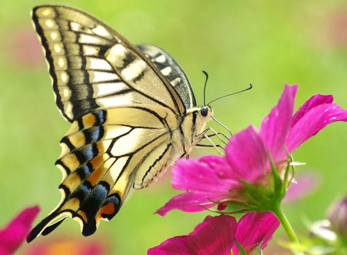 Sáng sớm thấy dấu hiệu này là thần tài đang mỉm cười đưa lộc đến tận nhà, may mắn không kể hết-1