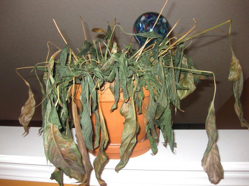 Hao tài tán của nếu bạn giữ mãi thứ này trong nhà không vứt-2