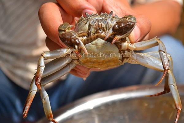 Cách làm sạch cua đơn giản mà nhanh, ăn bao nhiêu cũng không sợ đầy bụng-3
