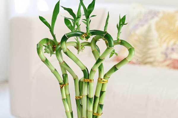 Phụ nữ sở hữu tướng mặt ngũ hành thì xác định vượng phu ích tử, cuộc sống trung vận đến hậu vận chỉ có từ giàu có đến viên mãn-6