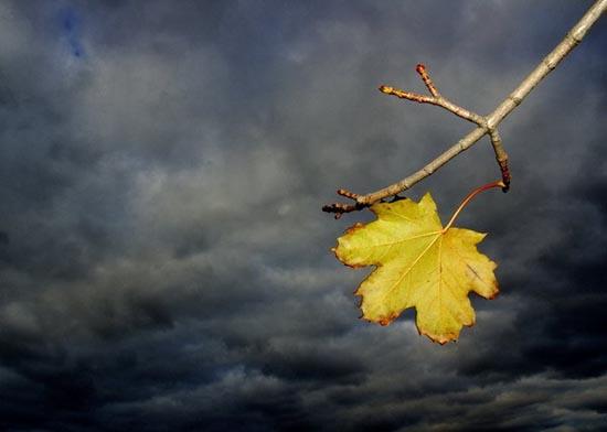 Tử vi tuần mới của 12 con giáp từ ngày 9/9 đến 15/9/2019: Thìn quý nhân phù trợ, Ngọ chểnh mảng công việc-4