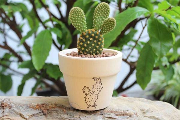 5 loại cây phong thủy nhà giàu không muốn trồng, đẹp mấy cũng không rước vào nhà-1