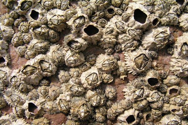 Túi dạ dày chứa nội tạng cừu của Scotland hương vị thế nào?-1