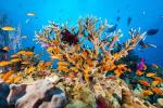 Rạn san hô khổng lồ được ghép bởi hơn 900 hòn đảo