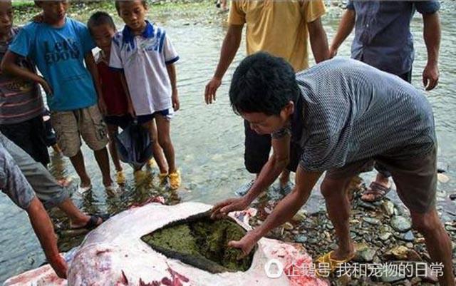 Đặc sản đãi khách quý của người TQ khiến ai cũng hãi hùng buông đũa nếu biết cách làm-3