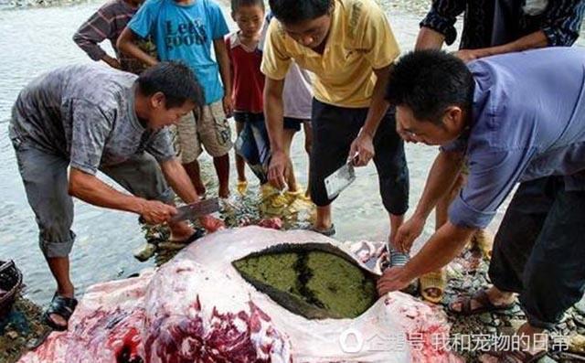 Đặc sản đãi khách quý của người TQ khiến ai cũng hãi hùng buông đũa nếu biết cách làm-4