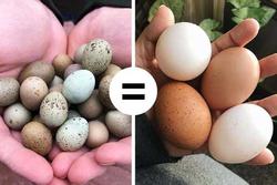 11 quan niệm sai lầm khi ăn trứng gà ai cũng mắc phải