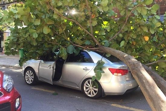 Trời quang mây tạnh, cây xanh bật gốc đè bẹp xế hộp đang chạy ở Đà Nẵng