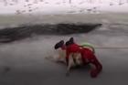 Nghẹn lòng cảnh con người cứu động vật kẹt cứng trong băng