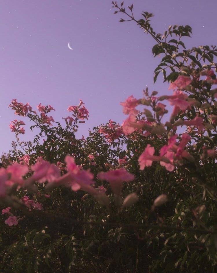 Tử vi Chủ Nhật ngày 15/9/2019 của 12 con giáp: Mùi vận tài chính giảm sút, Dậu cần chải chuốt ngoại hình-4