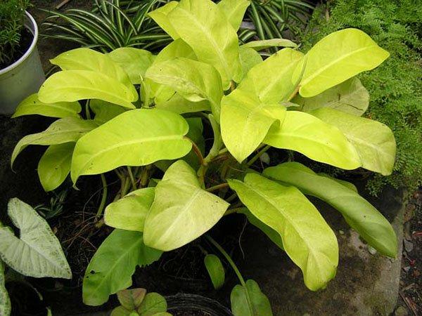 Sinh năm 1983, 1995 vào xem ngay cây phong thủy tuổi Hợi để rước lộc về ngập nhà-2