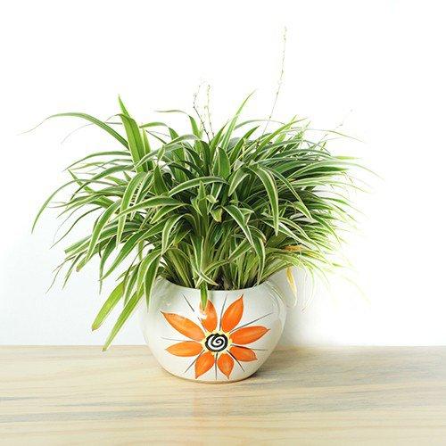 Sinh năm 1983, 1995 vào xem ngay cây phong thủy tuổi Hợi để rước lộc về ngập nhà-5