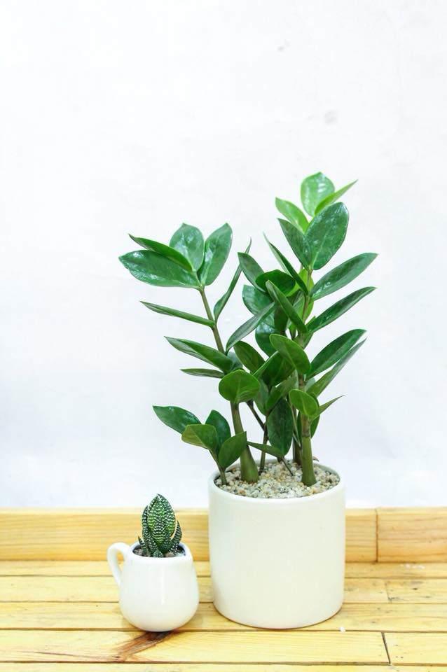 Sinh năm 1983, 1995 vào xem ngay cây phong thủy tuổi Hợi để rước lộc về ngập nhà-6