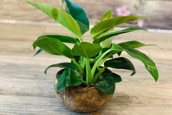 Trong số 12 con giáp, có 3 con giáp thường xuyên đón vận may, tốt số hơn người, làm gì cũng thuận-4