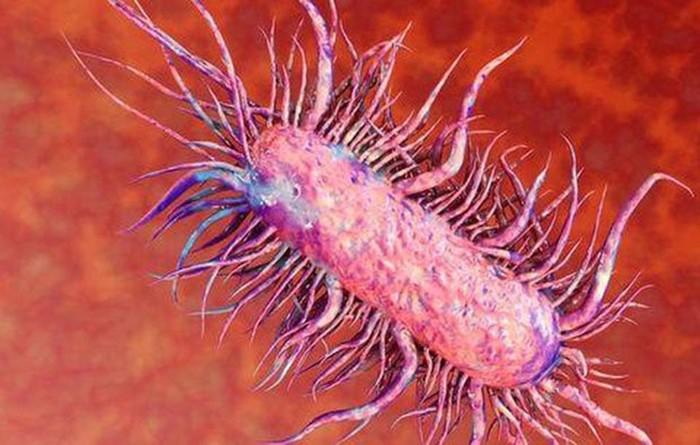 Phát hiện 3 trẻ ở Nghệ An nhiễm vi khuẩn ăn mòn cơ thể Whitmore-3