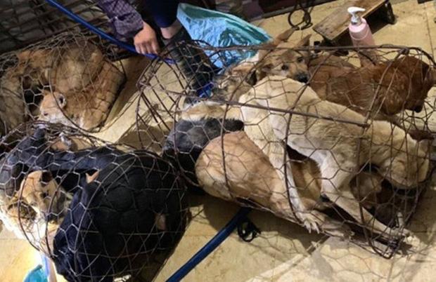 Triệu tập 30 nghi phạm trong đường dây trộm chó, tiêu thụ hơn 100 tấn-1