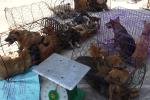 Khởi tố 16 người trong đường dây trộm hơn 100 tấn chó ở Thanh Hóa-3