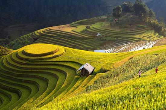 Điểm check-in mùa lúa chín vàng đốn tim giới trẻ