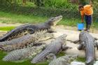 Hiên ngang bón thức ăn cho đàn cá sấu ngoại cỡ