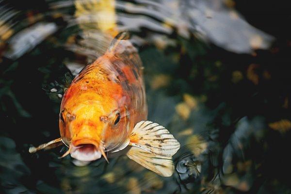 Phát hiện ngựa vằn không có vằn hiếm gặp-1