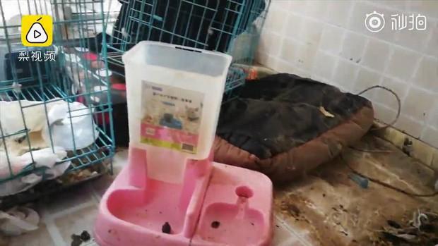 Đi ở trọ, hotgirl triệu follower bị tố sống bẩn để phòng ngập ngụa rác lại có cả phân chó-3