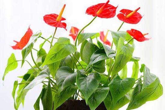 Những người tuổi Thìn hợp cây gì để đem lại nhiều tài lộc, may mắn?