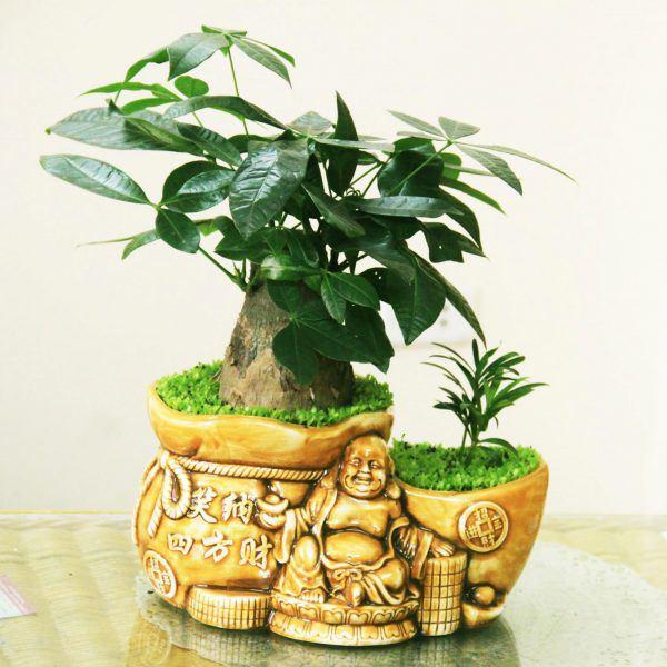 Những người tuổi Thìn hợp cây gì để đem lại nhiều tài lộc, may mắn?-1