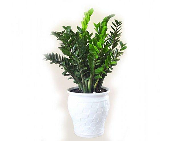 Những người tuổi Thìn hợp cây gì để đem lại nhiều tài lộc, may mắn?-2