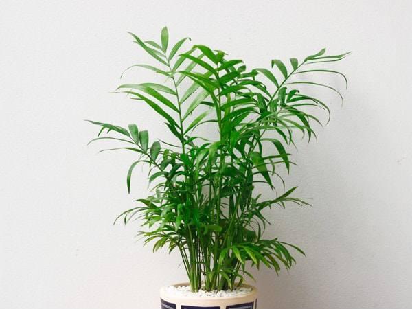 Những người tuổi Thìn hợp cây gì để đem lại nhiều tài lộc, may mắn?-4