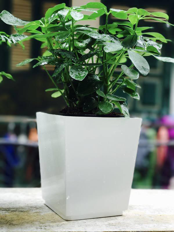 Những người tuổi Thìn hợp cây gì để đem lại nhiều tài lộc, may mắn?-10