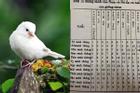 Xem tuổi và tháng sinh âm lịch để biết mang mệnh chim gì?