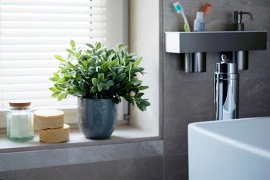 Đặt 5 loại cây này trong nhà tắm, Thần Tài 'ưng cái bụng', chẳng bao giờ sợ cạn tiền