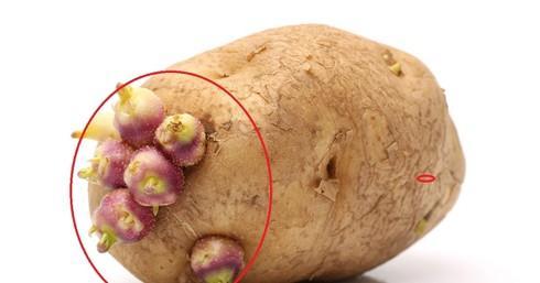 Những loại củ mọc mầm tuyệt đối không nên ăn-1