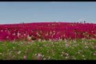 Đồng cỏ chuyển màu đỏ thẫm khiến khách thích mê ở Nhật Bản