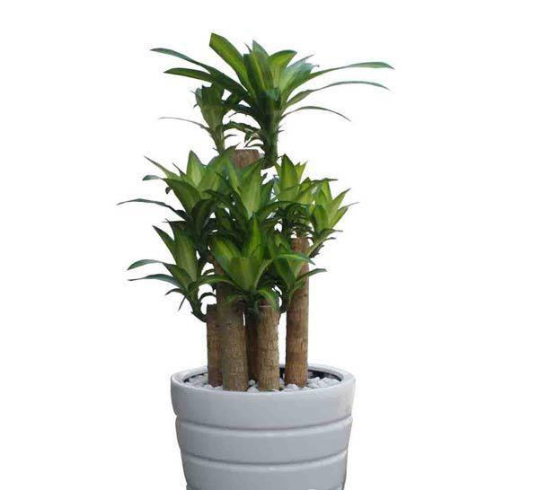 Người mệnh Thủy hợp cây gì, đặt cây gì để tiền vào đầy túi?-4