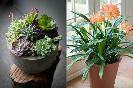 Người mệnh Thủy hợp cây gì, đặt cây gì để tiền vào đầy túi?