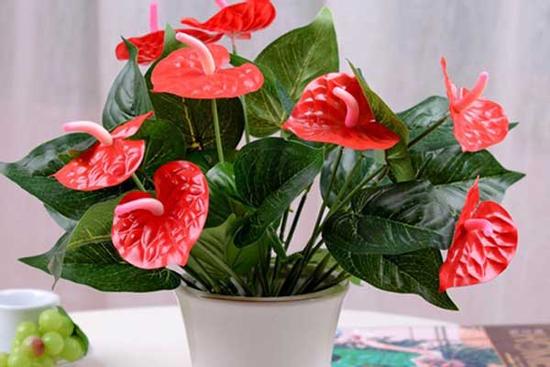 Muốn ngồi trong nhà cũng may mắn, hãy trồng ngay 5 cây này