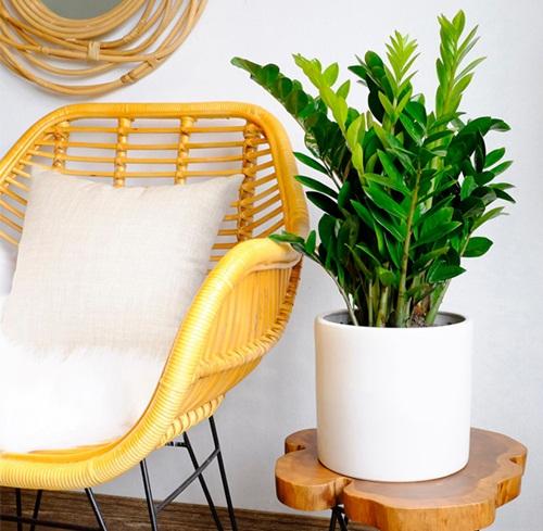 Muốn ngồi trong nhà cũng may mắn, hãy trồng ngay 5 cây này-1