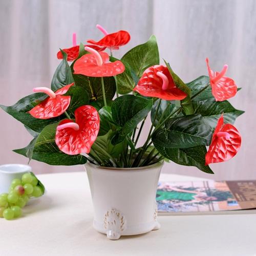 Muốn ngồi trong nhà cũng may mắn, hãy trồng ngay 5 cây này-3