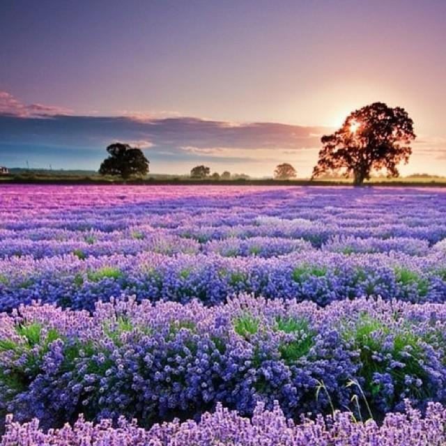 Tử vi thứ Tư ngày 2/10/2019 của 12 con giáp: Sửu đề phòng mất cắp, Ngọ công việc thăng tiến-4