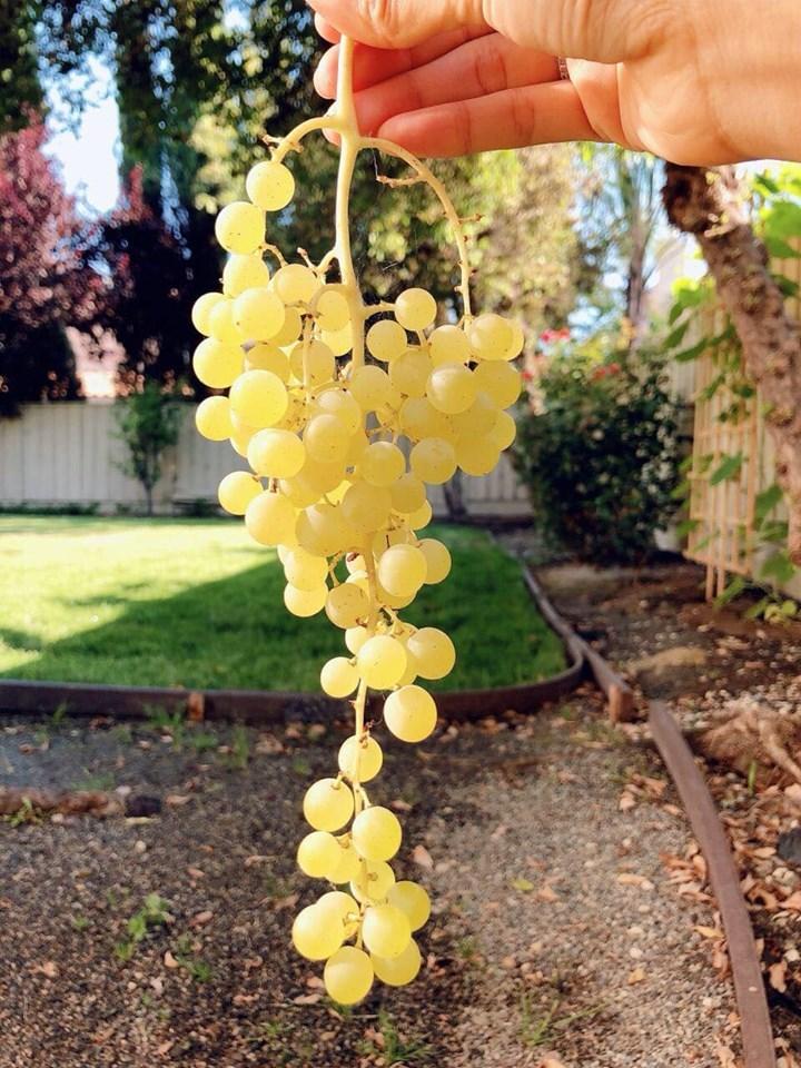 Không gian biệt thự bên Mỹ của Hoa hậu Phạm Hương-10