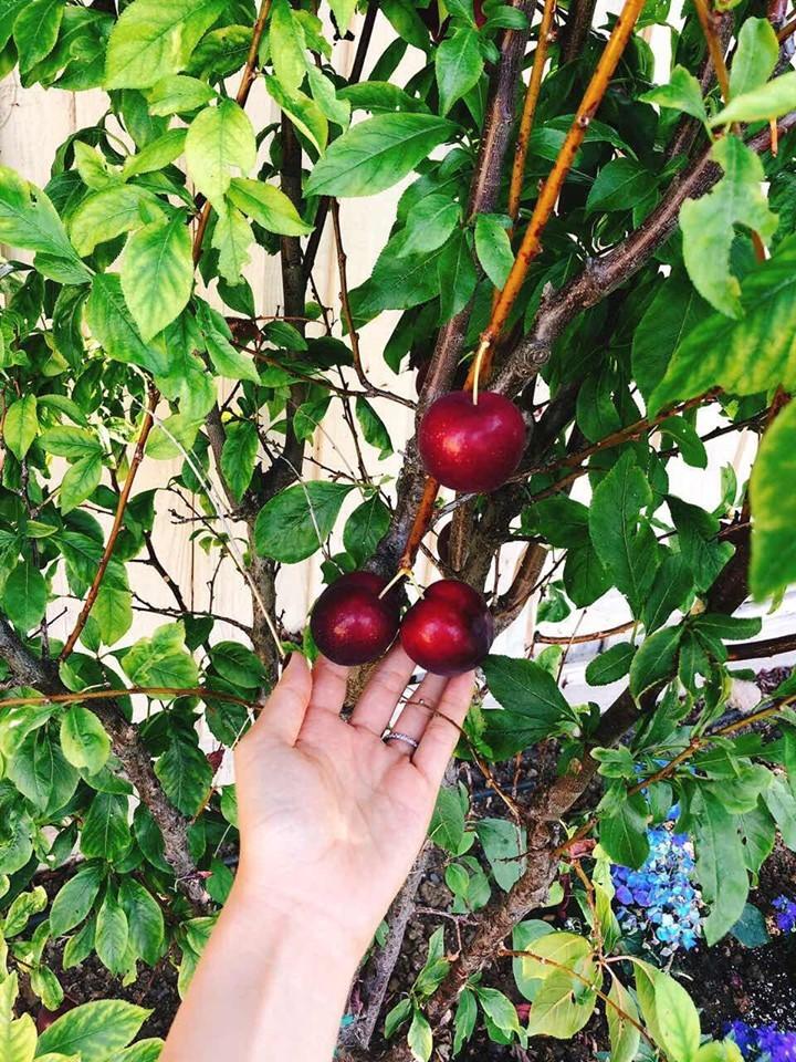 Không gian biệt thự bên Mỹ của Hoa hậu Phạm Hương-11