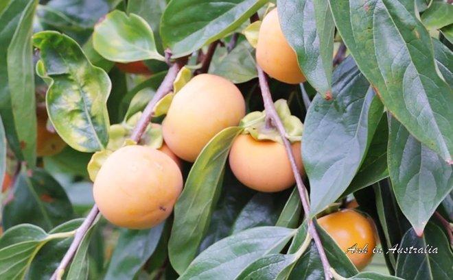 Mẹ Việt ở Úc mách cách làm hồng treo gió đang được chị em mê mẩn-2