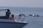 Clip: Cận cảnh đàn cá heo trên 200 con nhảy múa gần bờ biển Phú Yên-1