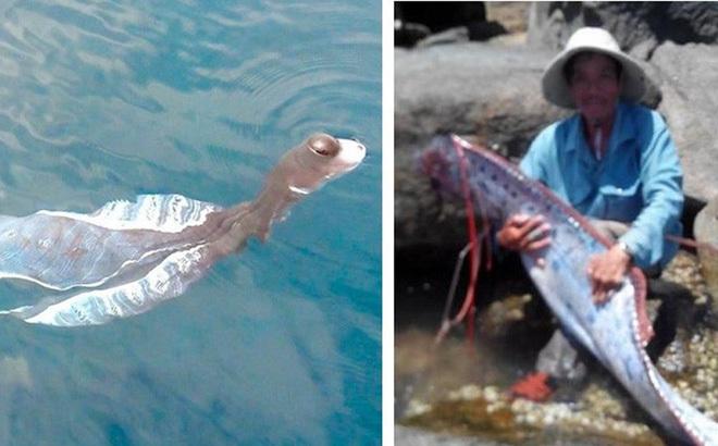 Loài thủy quái xuất hiện ở Việt Nam khiến người dân khiếp sợ-1